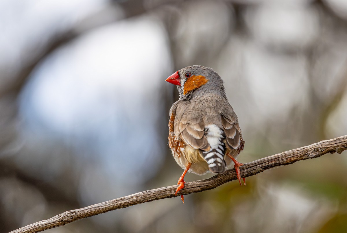 Zebra Finch (Australian) - ML638212654