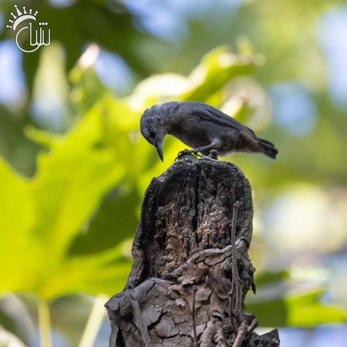 Krüper's Nuthatch - ML638212655
