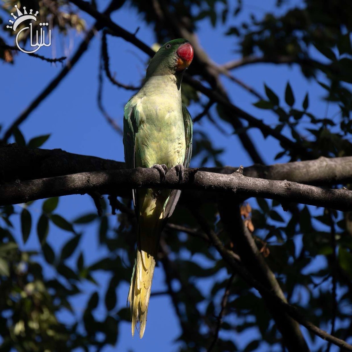 オオホンセイインコ - ML638212656