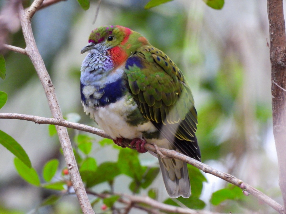 Superb Fruit-Dove - ML638212664