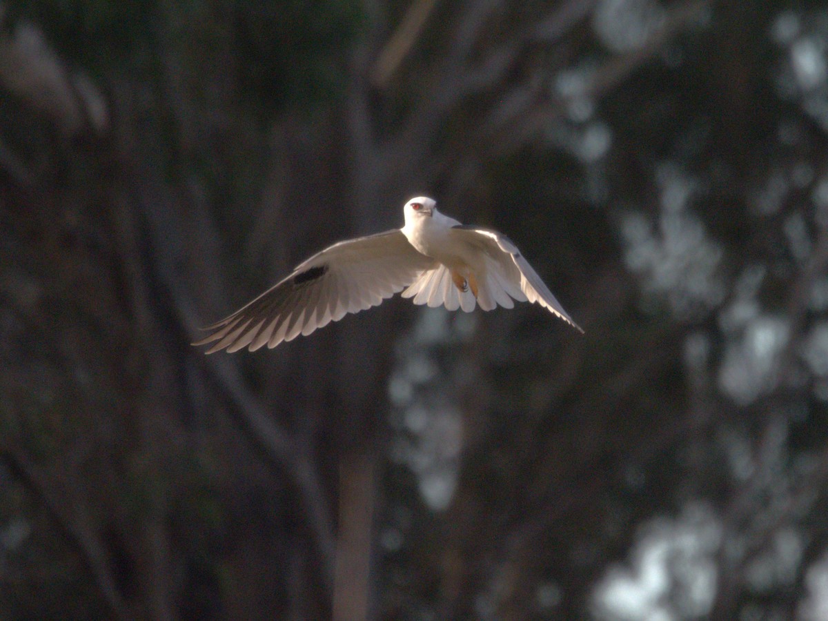 Black-shouldered Kite - ML638212666
