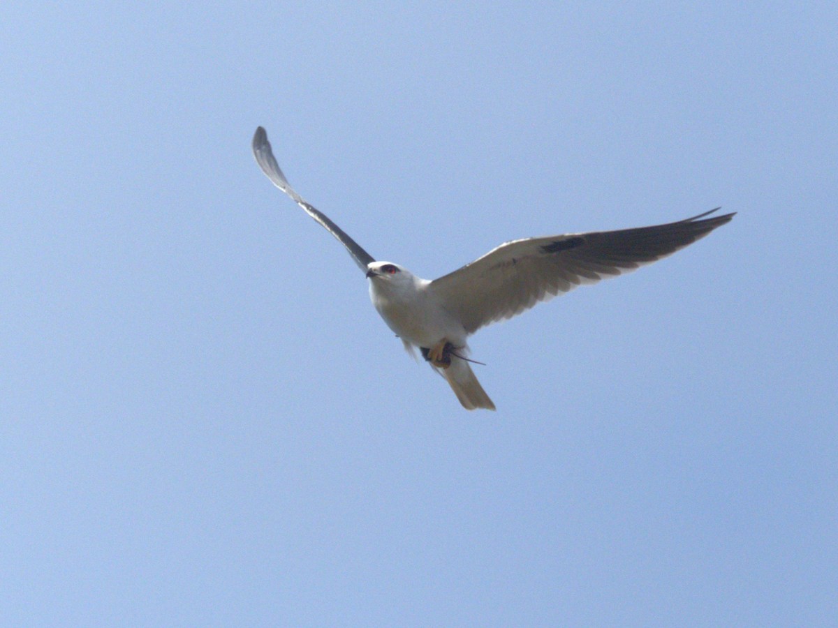 Black-shouldered Kite - ML638212667