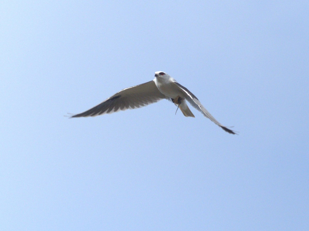 Black-shouldered Kite - ML638212668