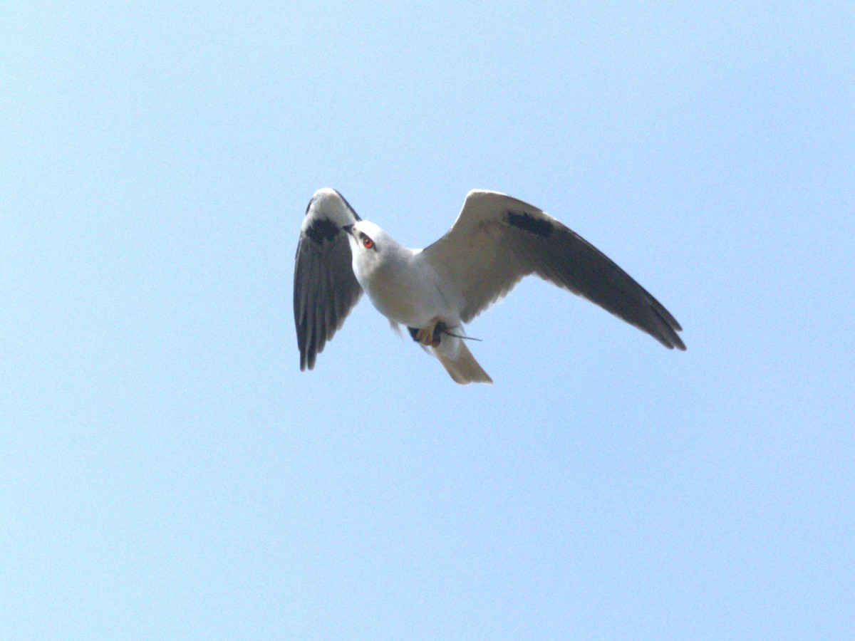 Black-shouldered Kite - ML638212669