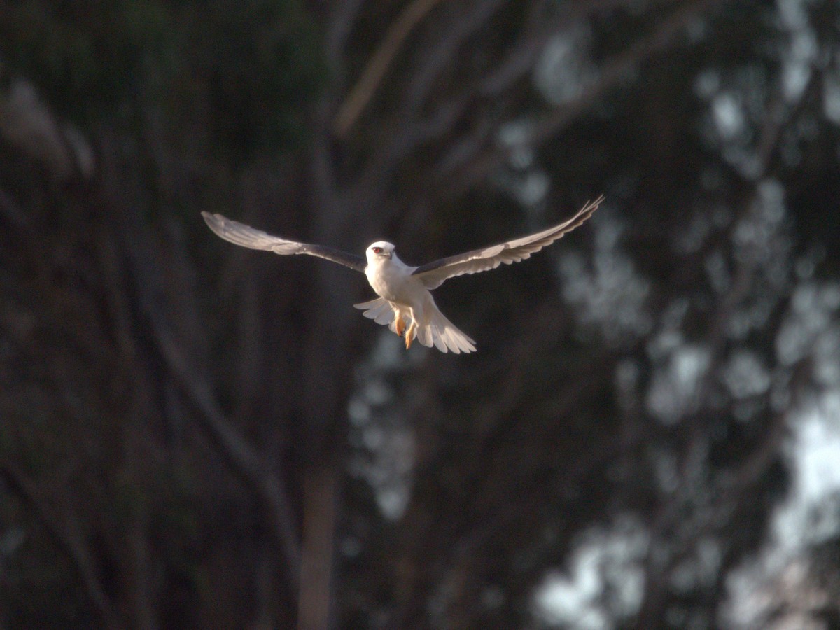Black-shouldered Kite - ML638212670