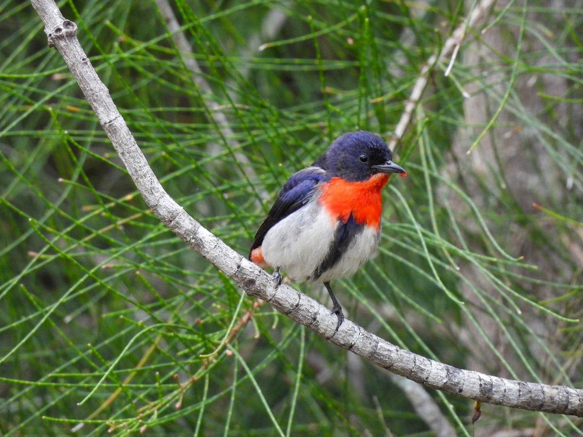 Mistletoebird - ML638212673