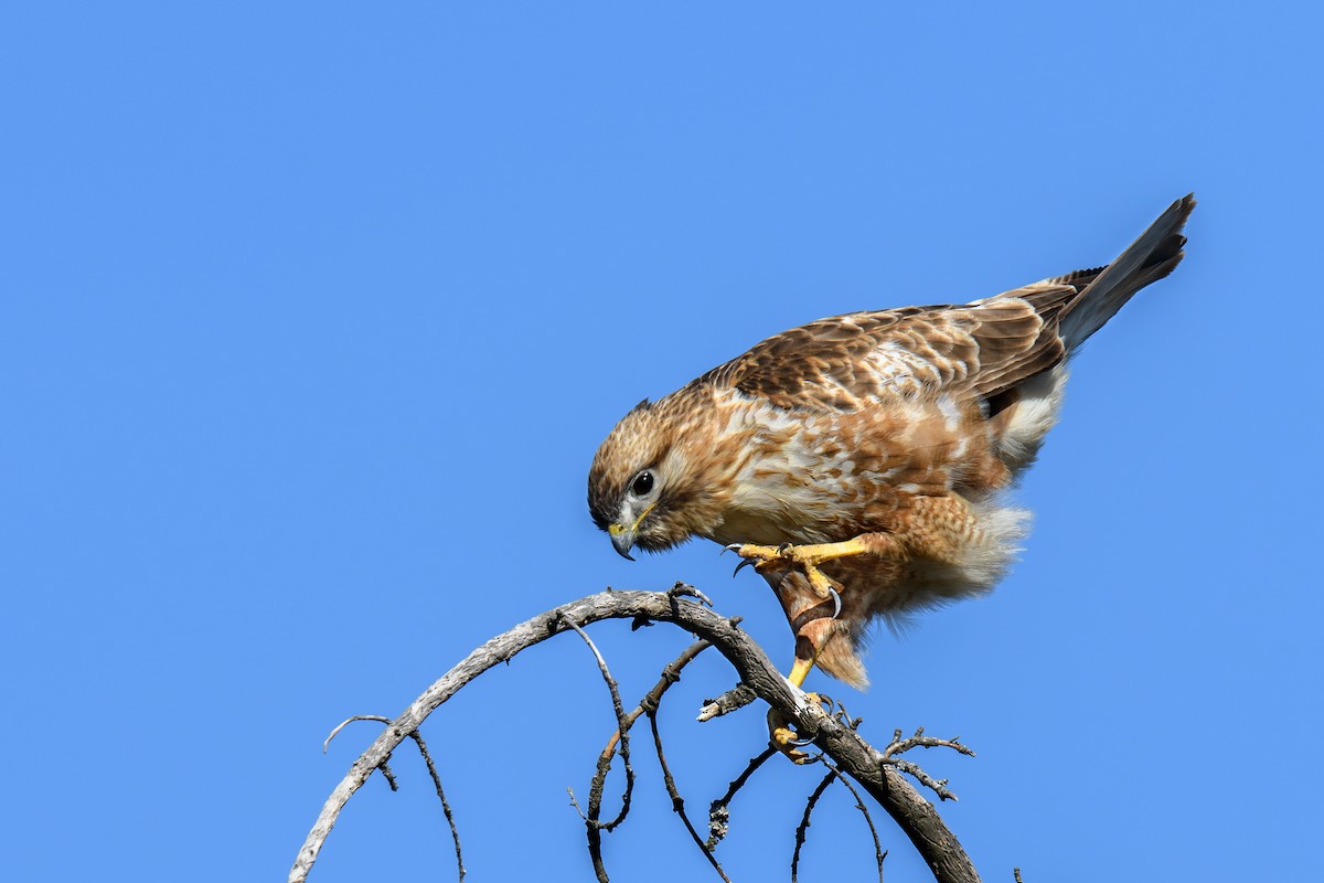 Himalayan Buzzard - ML638212700