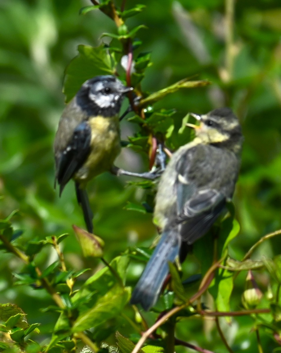 Eurasian Blue Tit - ML638212706