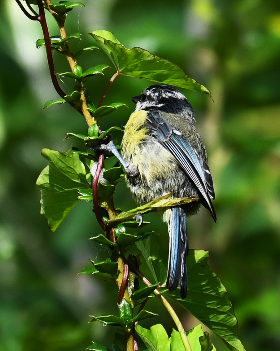 Eurasian Blue Tit - ML638212709
