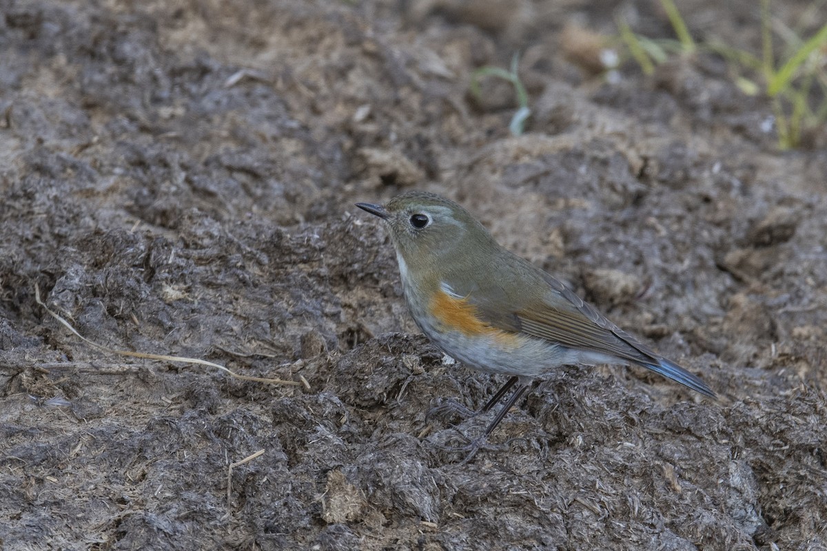 Himalayan Bluetail - ML638212710