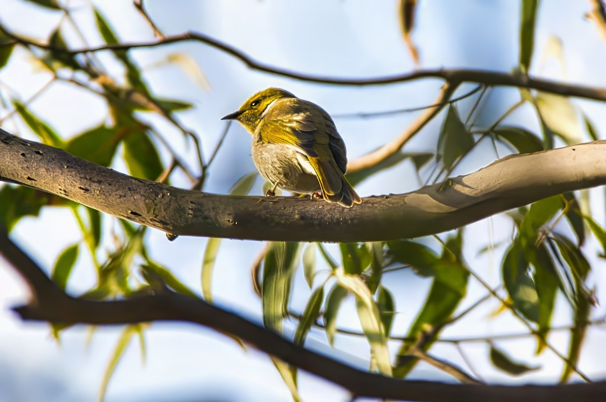 White-plumed Honeyeater - ML638212711