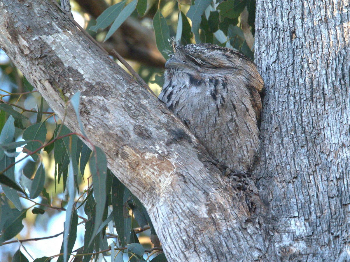 Tawny Frogmouth - ML638212712