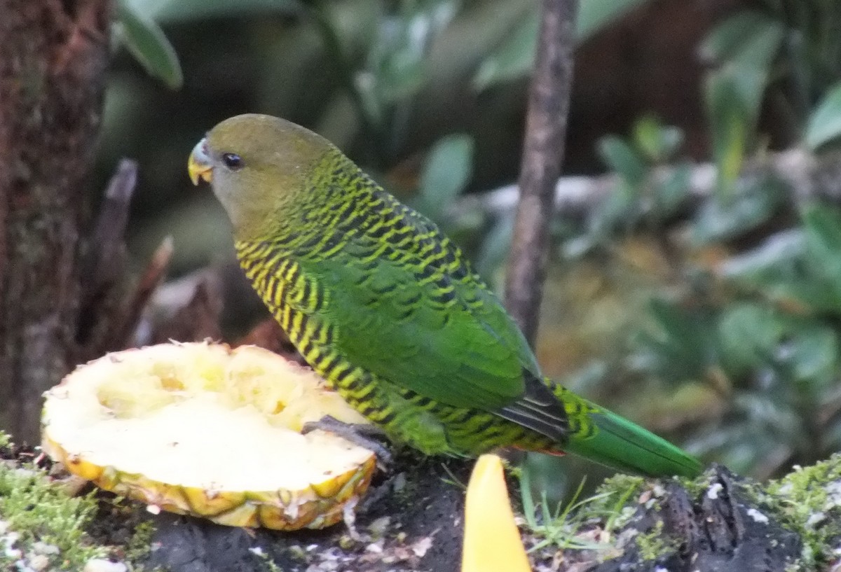 Brehm's Tiger-Parrot - ML638212714