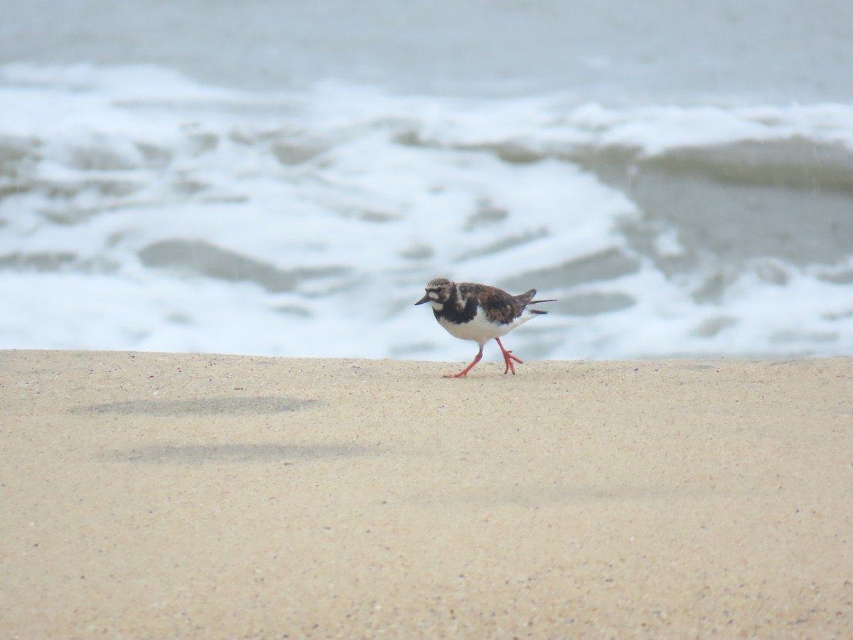 Ruddy Turnstone - ML638212737