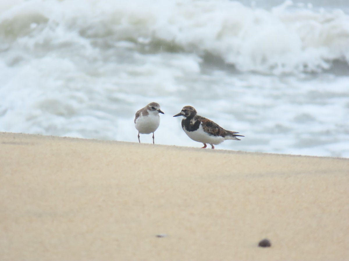 Ruddy Turnstone - ML638212738