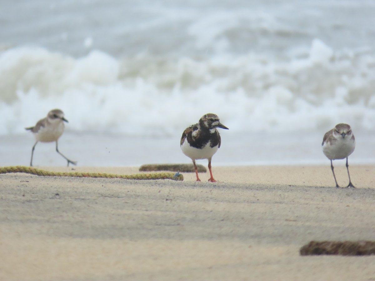 Ruddy Turnstone - ML638212739