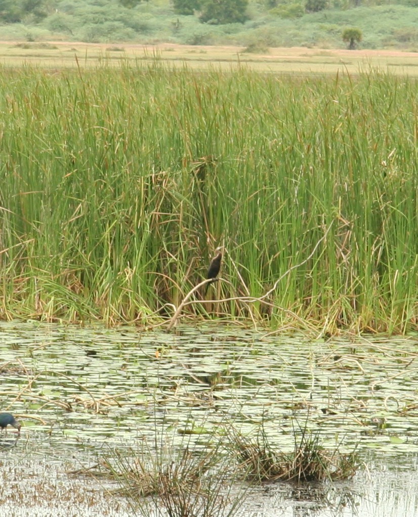 Oriental Darter - ML638212740