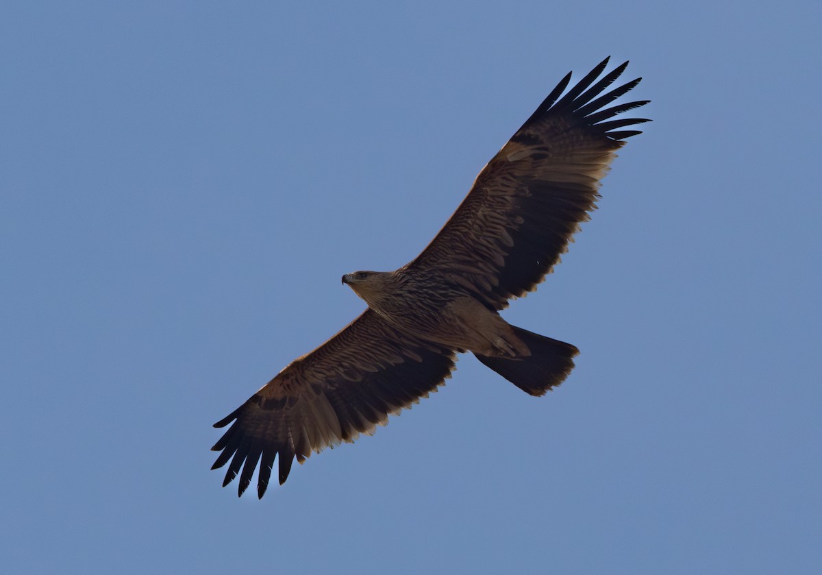 Imperial Eagle - ML638212775