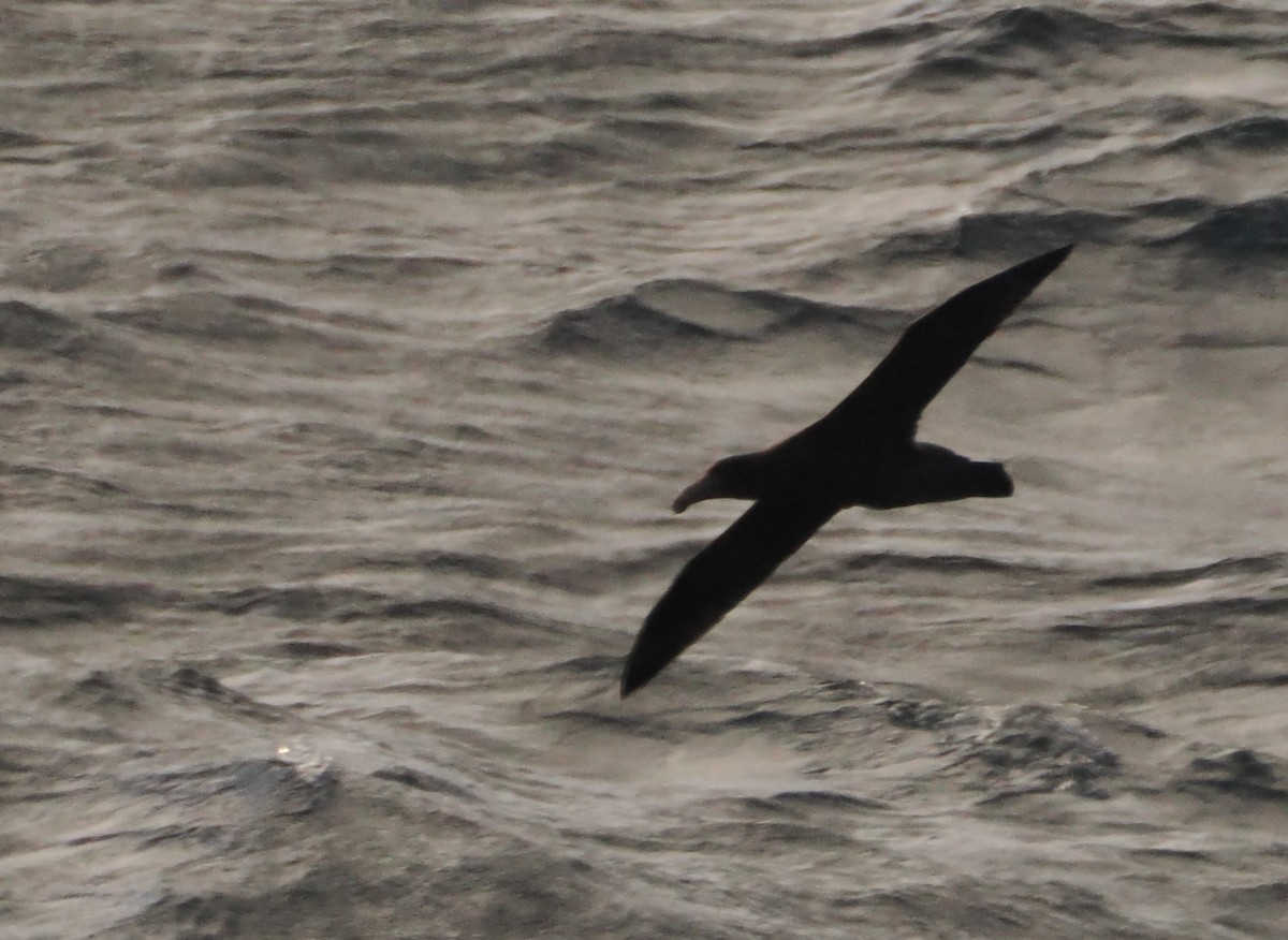 Northern Giant-Petrel - ML638212800