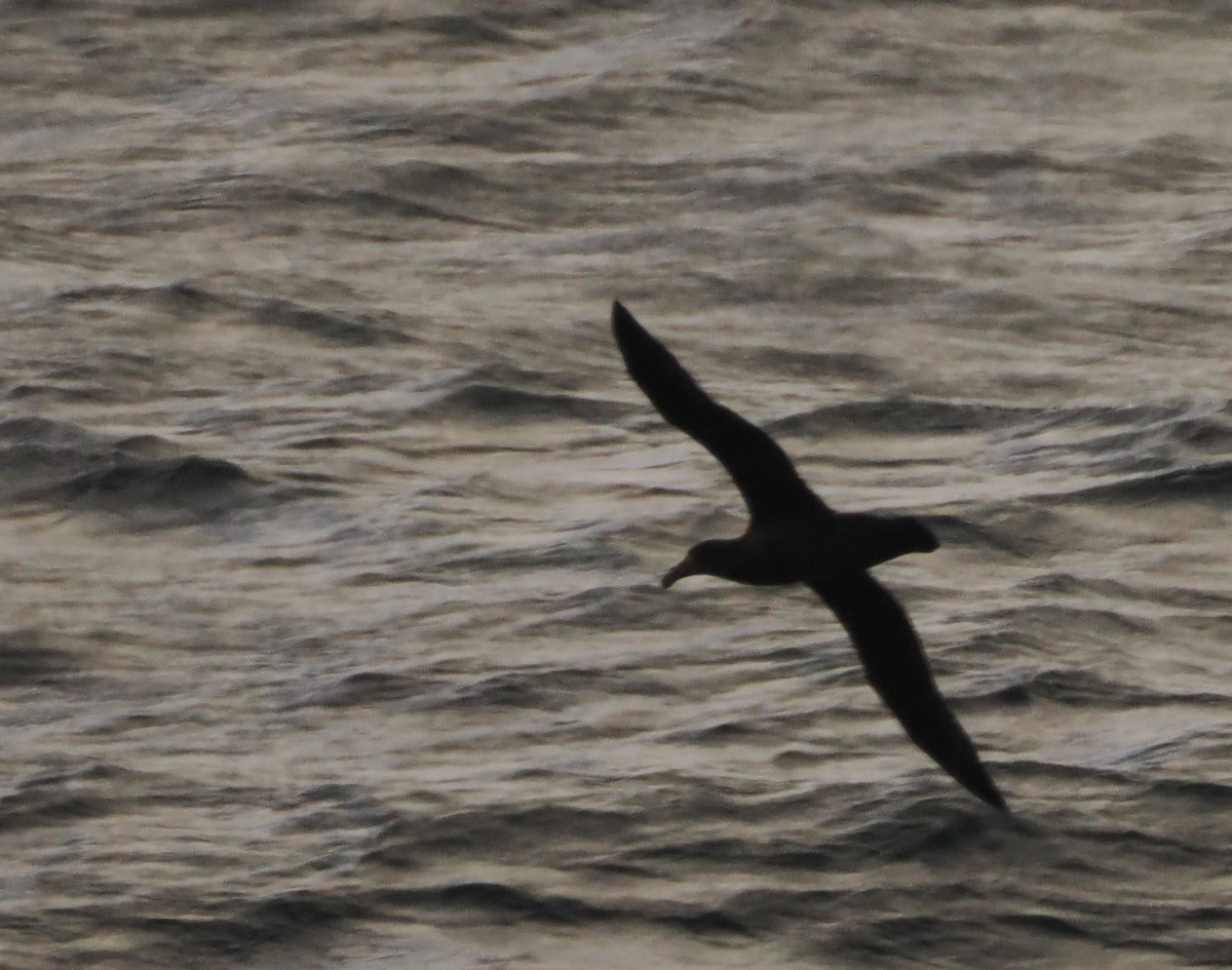 Northern Giant-Petrel - ML638212801