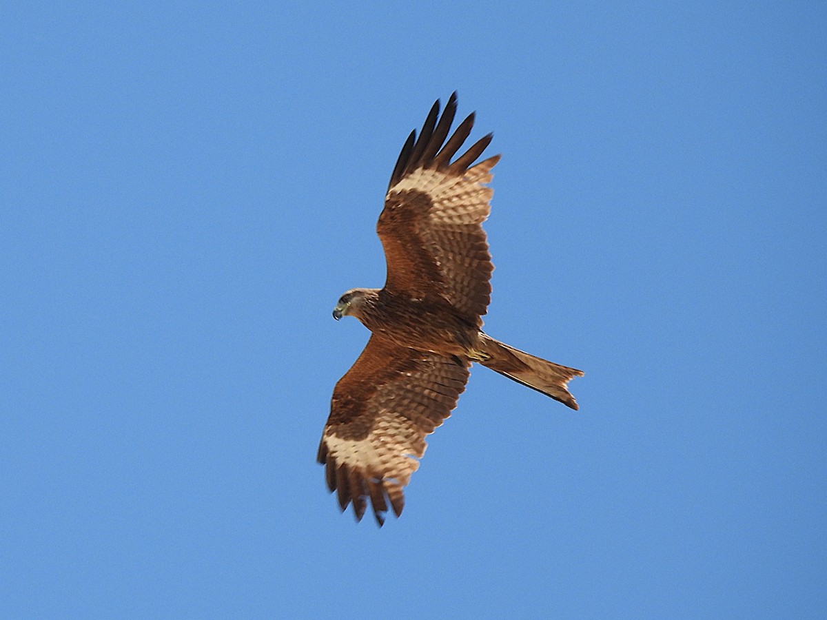 Black Kite (Black-eared) - ML638212802