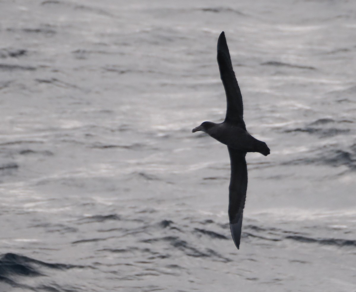 Northern Giant-Petrel - ML638212812