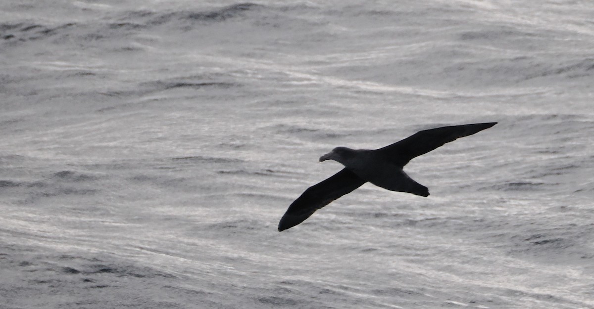 Northern Giant-Petrel - ML638212814