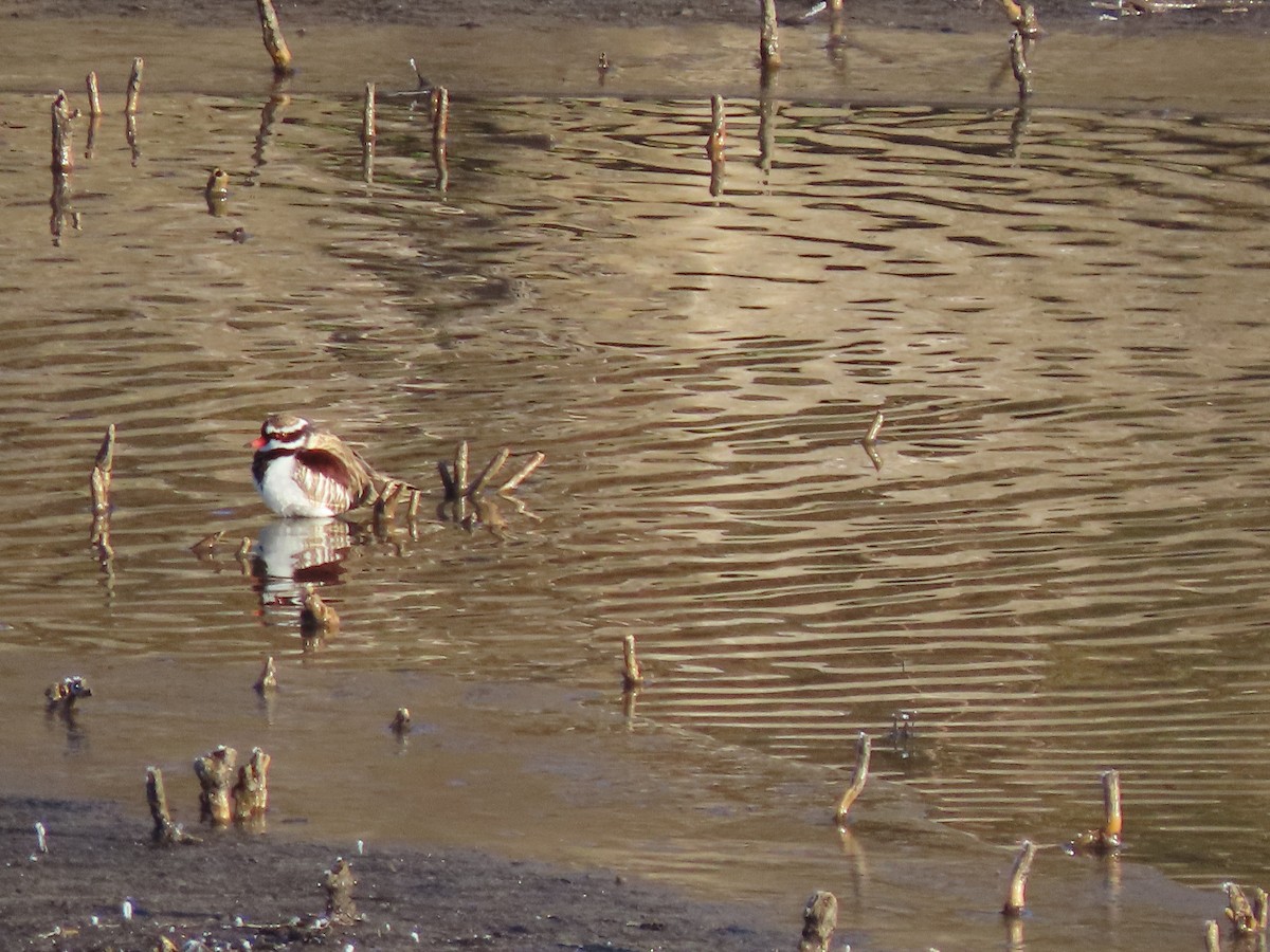 Black-fronted Dotterel - ML638212822