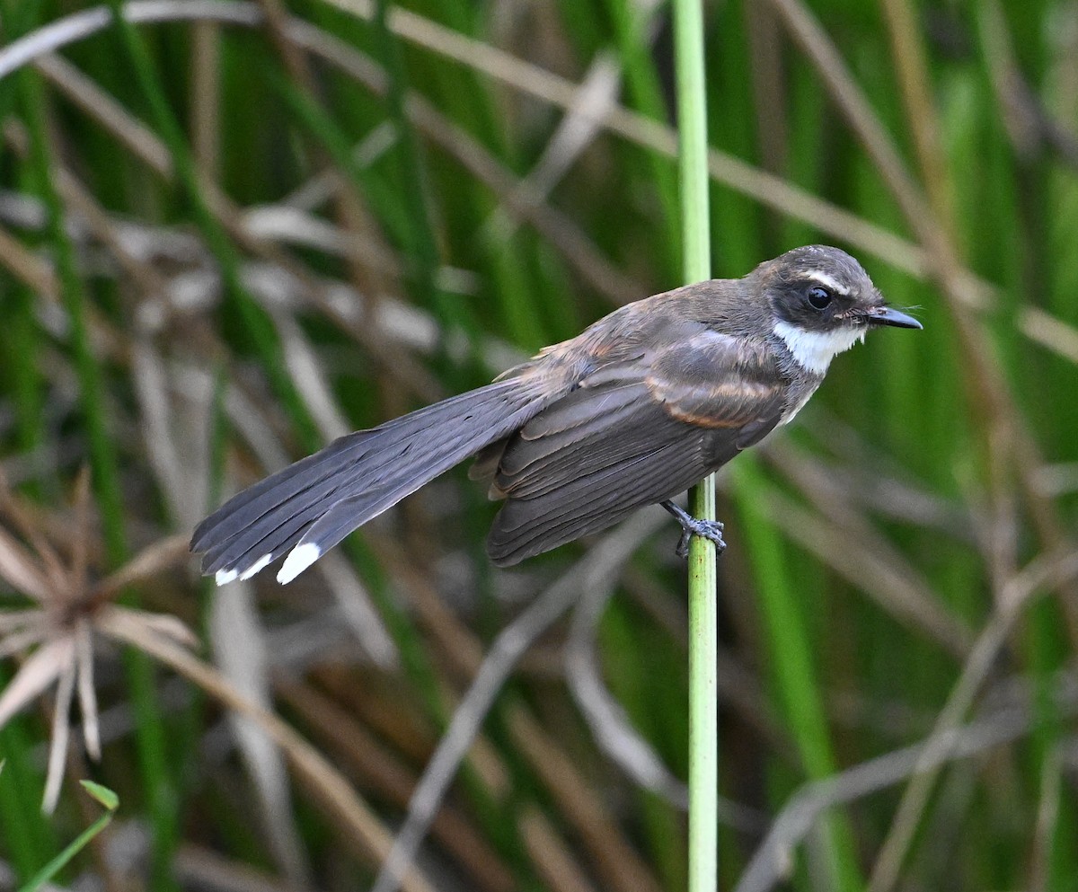 Malaysian Pied-Fantail - ML638212823