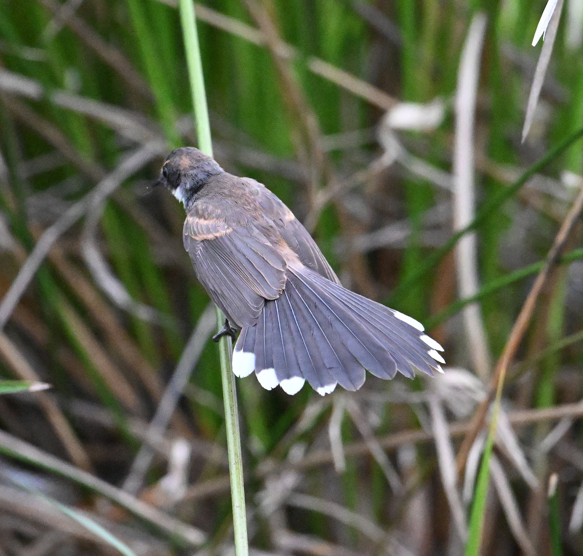 Malaysian Pied-Fantail - ML638212824