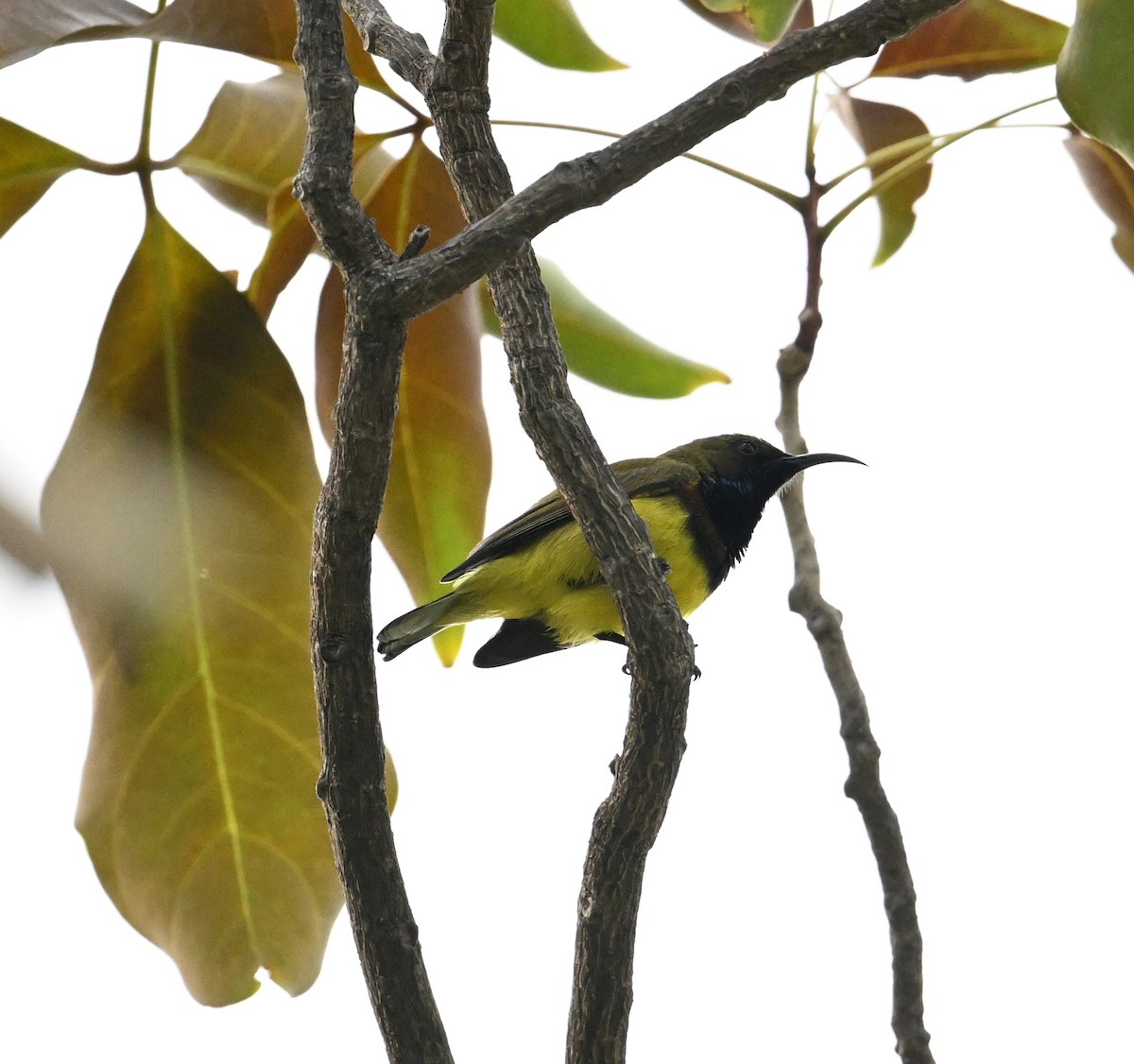Ornate Sunbird (Ornate) - ML638212836
