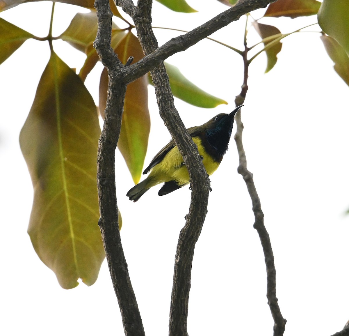 Ornate Sunbird (Ornate) - ML638212837