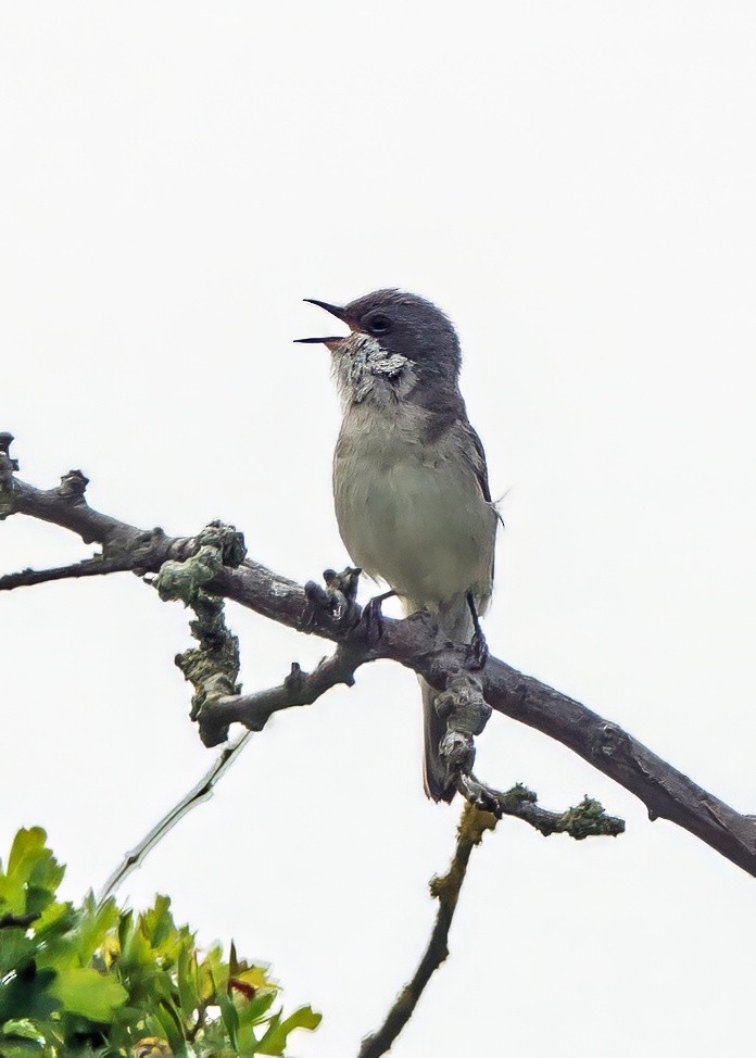 Lesser Whitethroat - ML638212842