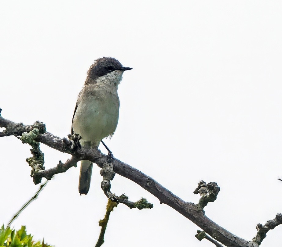 Lesser Whitethroat - ML638212843