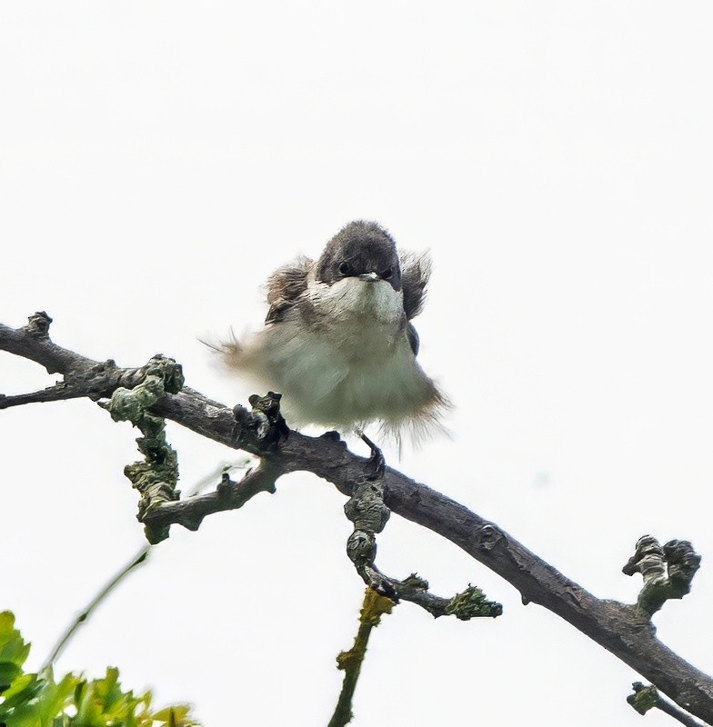 Lesser Whitethroat - ML638212844