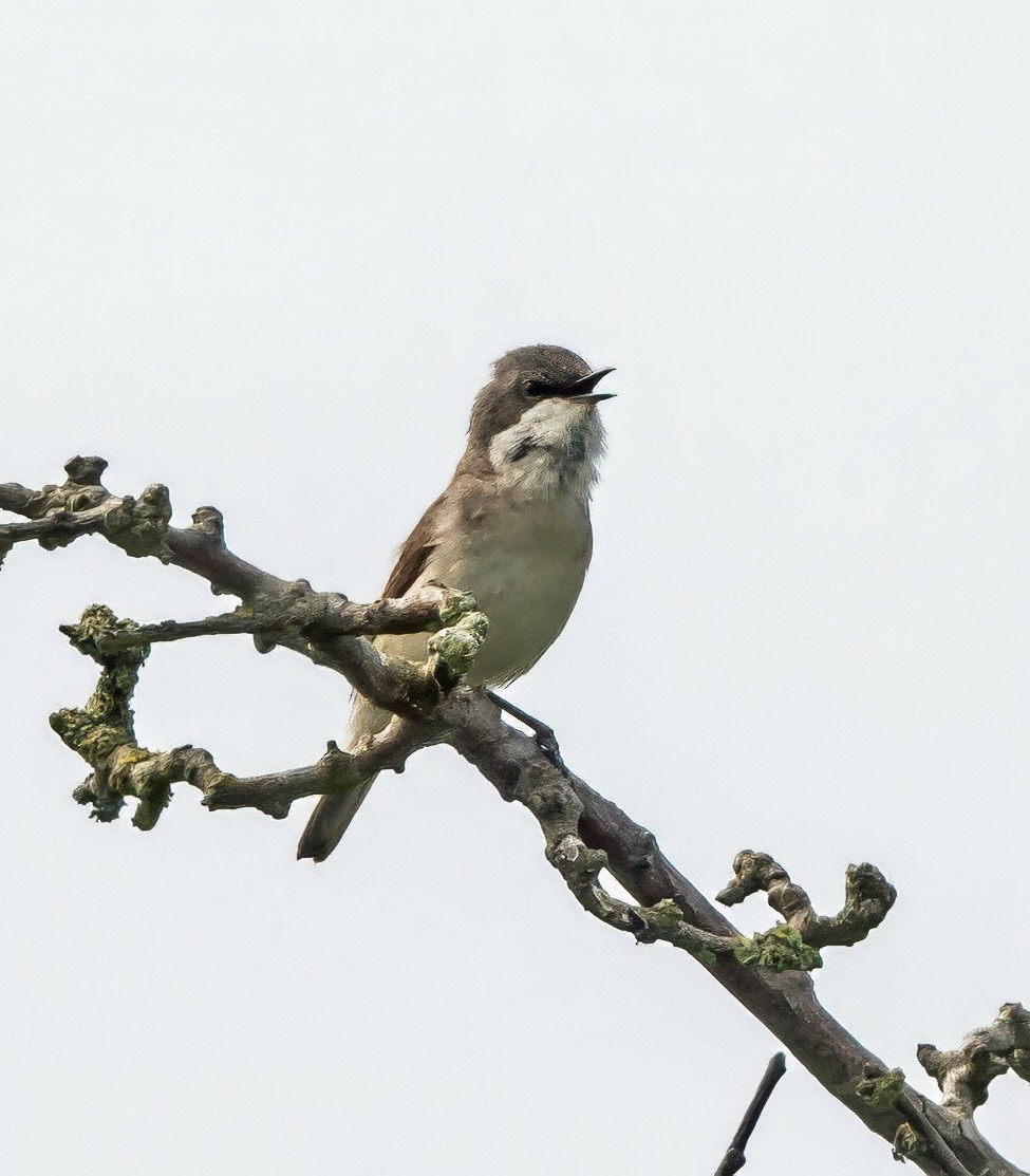 Lesser Whitethroat - ML638212845