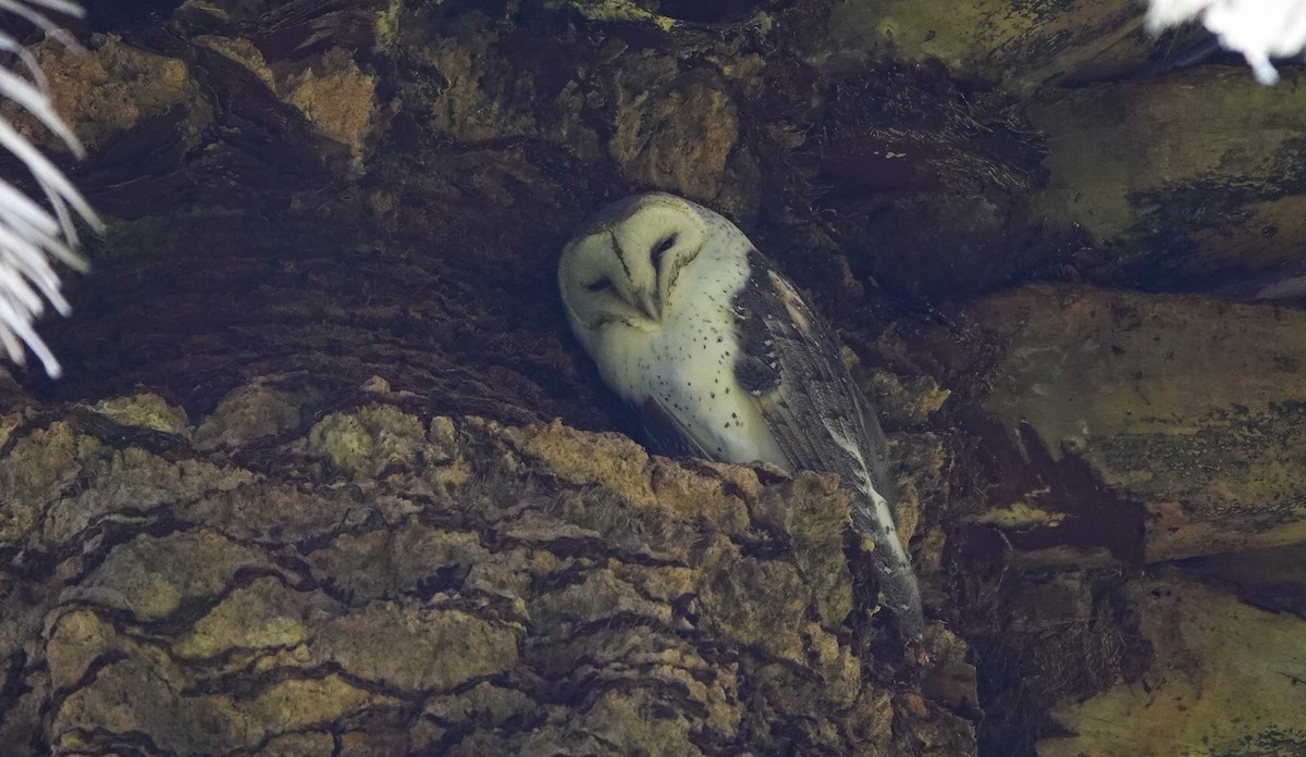 Eastern Barn Owl - ML638212853