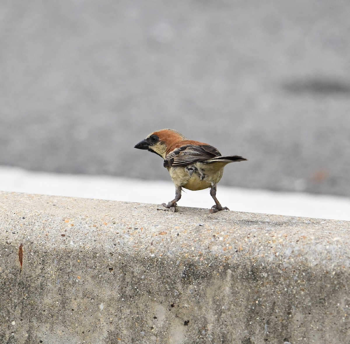 Plain-backed Sparrow - ML638212856