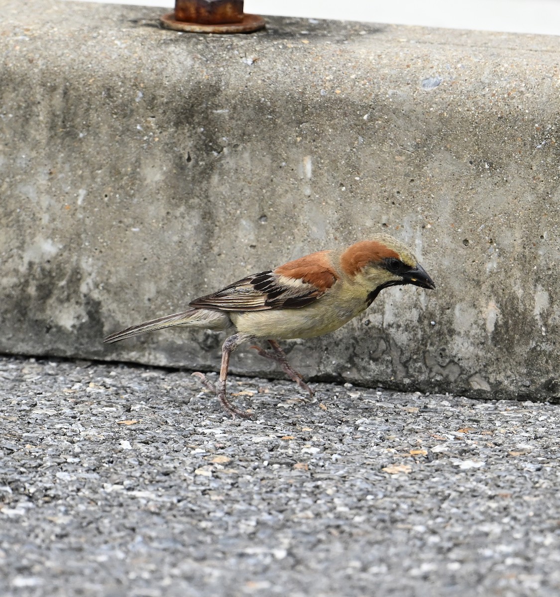 Plain-backed Sparrow - ML638212857