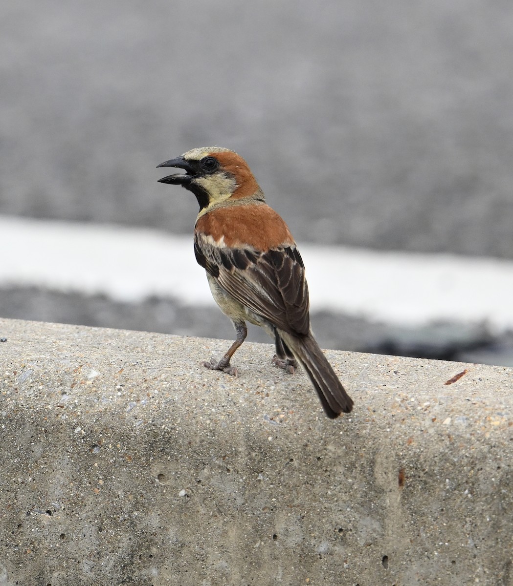 Plain-backed Sparrow - ML638212858