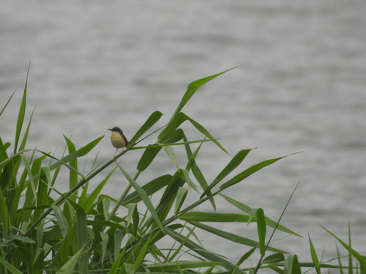 Ashy Prinia - ML638212860