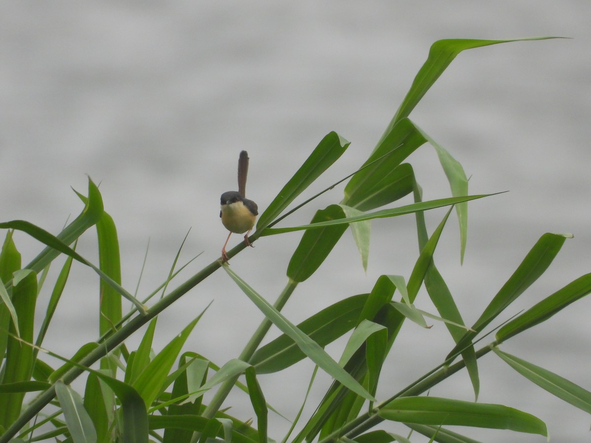Ashy Prinia - ML638212861
