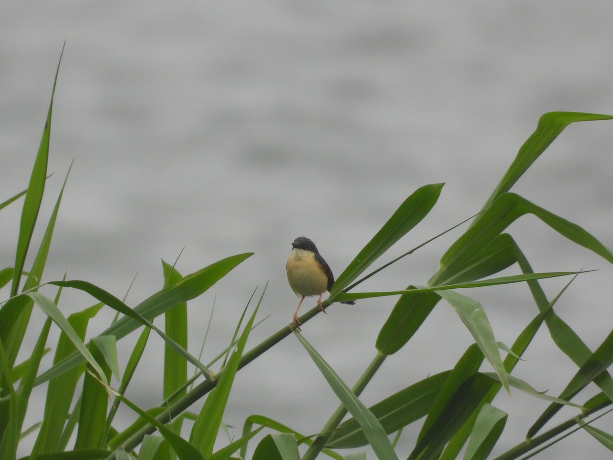 Ashy Prinia - ML638212862