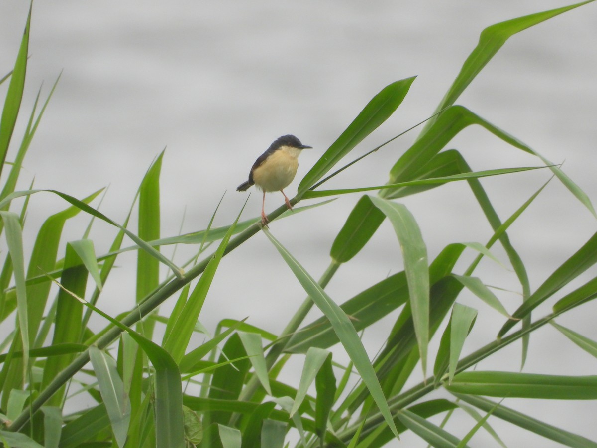 Ashy Prinia - ML638212863