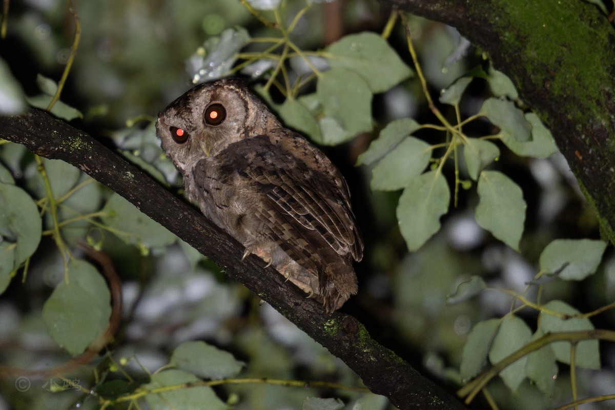 Collared Scops-Owl - ML638212869