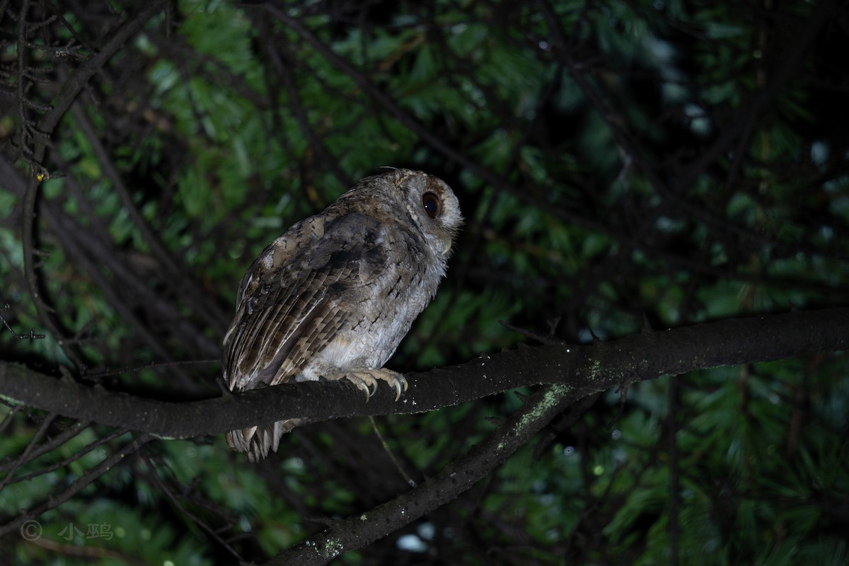 Collared Scops-Owl - ML638212870
