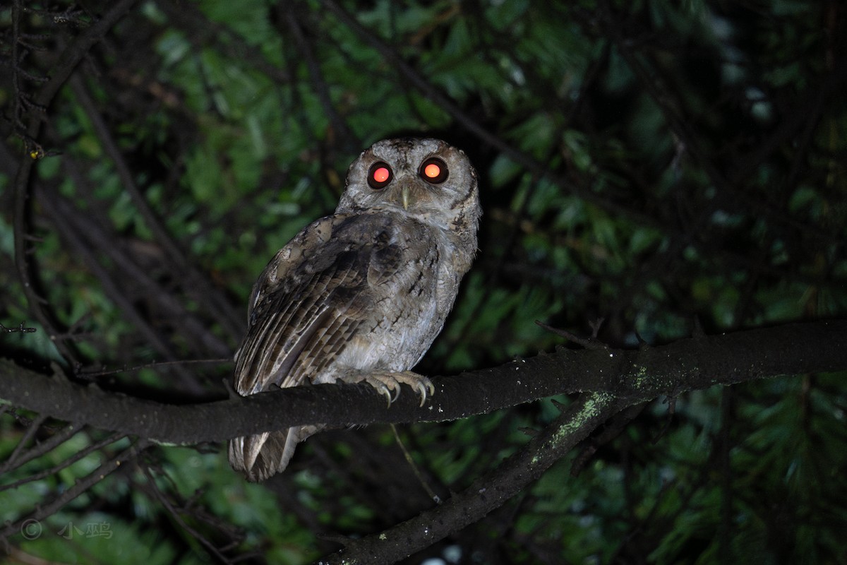 Collared Scops-Owl - ML638212871