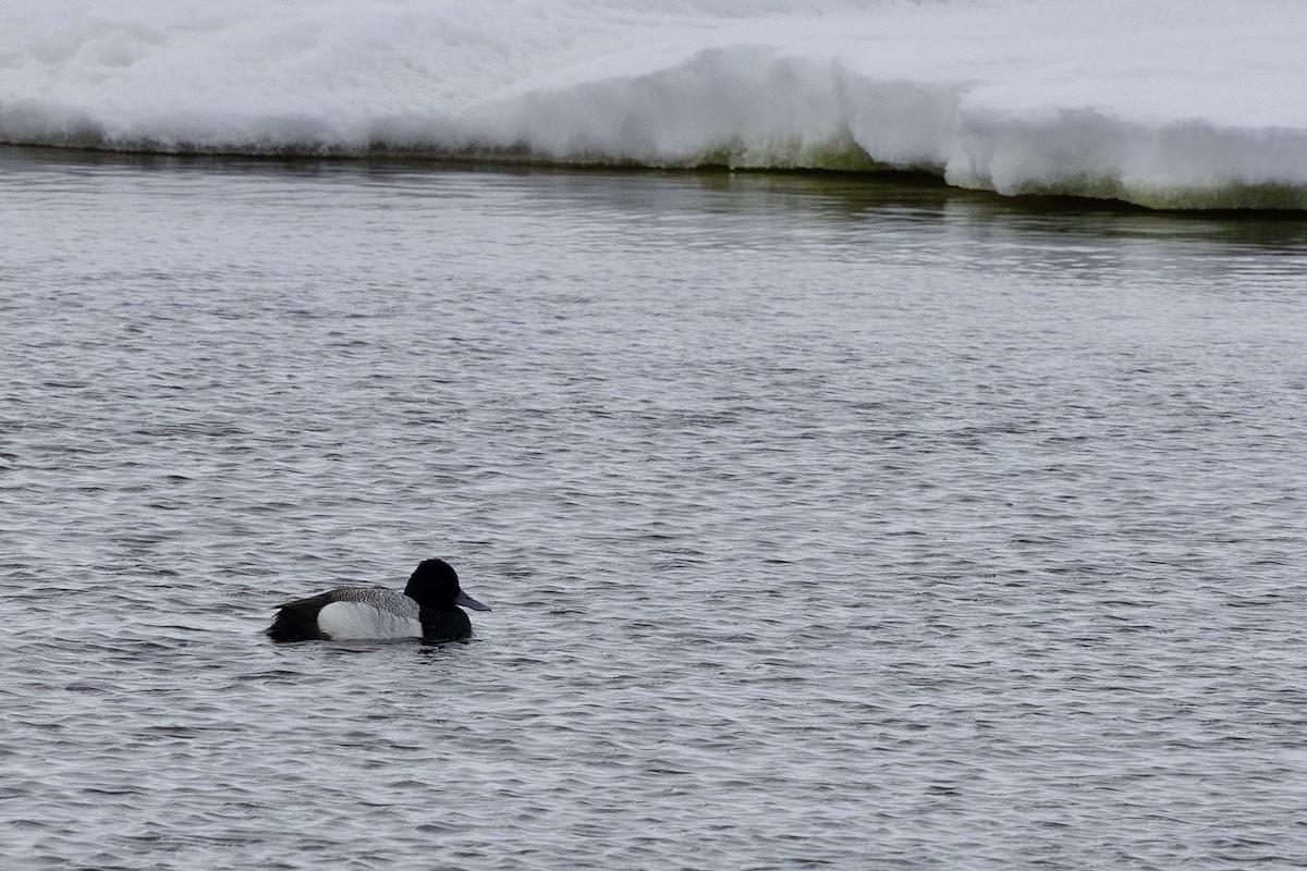 Lesser Scaup - ML638212885