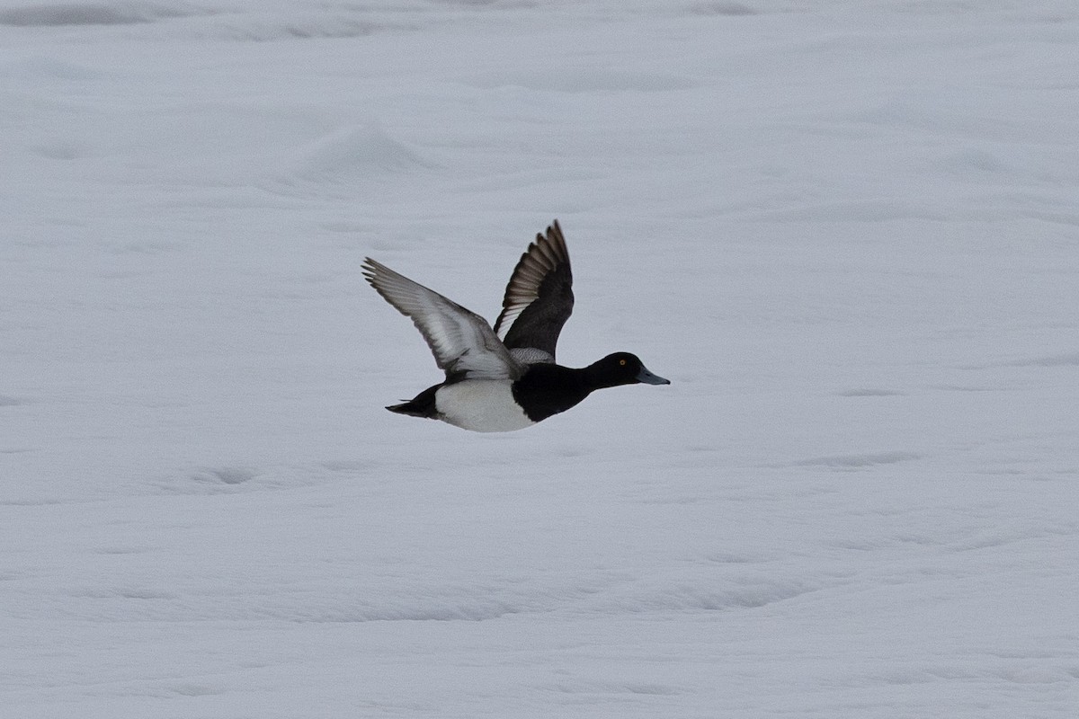 Lesser Scaup - ML638212886
