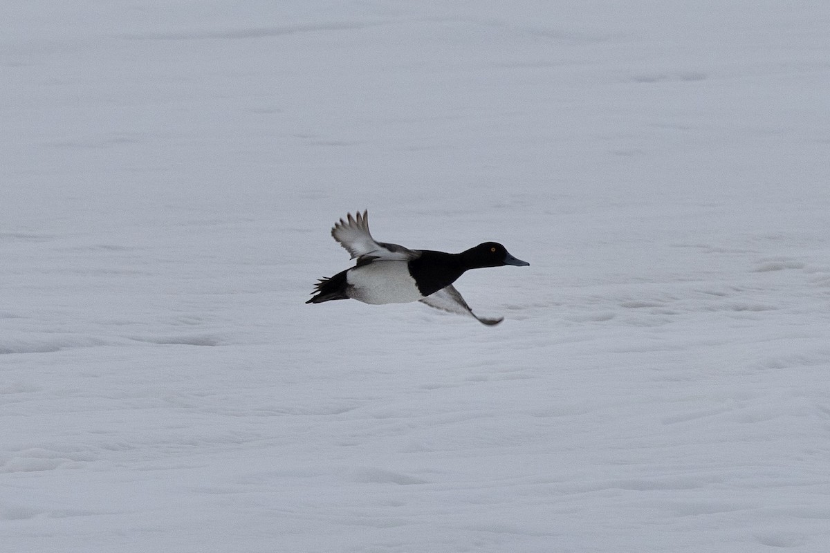 Lesser Scaup - ML638212887